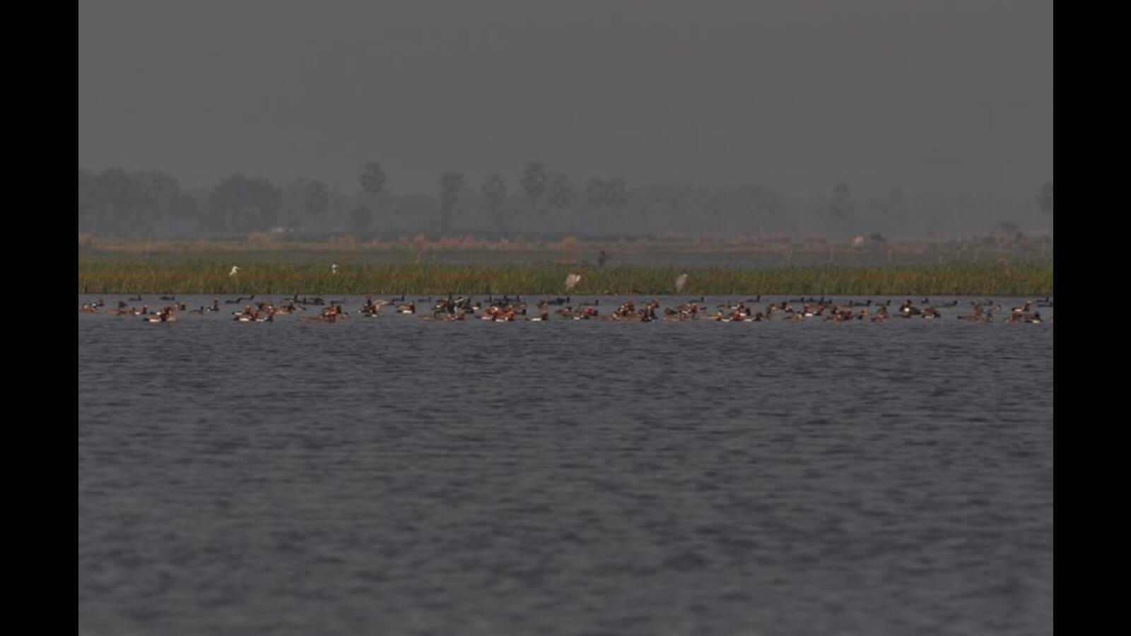 Bihar Pitches Five Major Wetlands For Ramsar Tag Hindustan Times