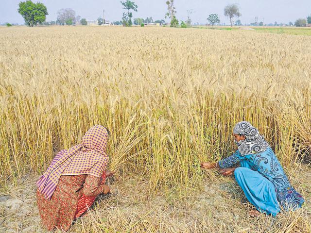 High Day Temp Spells Trouble For Wheat Crop In MP Hindustan Times