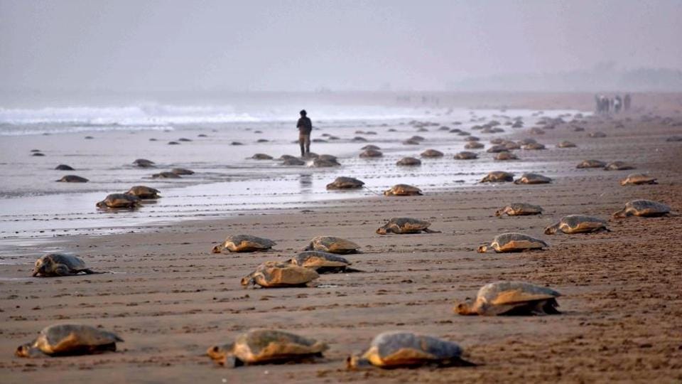 Meet The Barefoot Ecologists Behind Return Of Olive Ridleys To Odisha