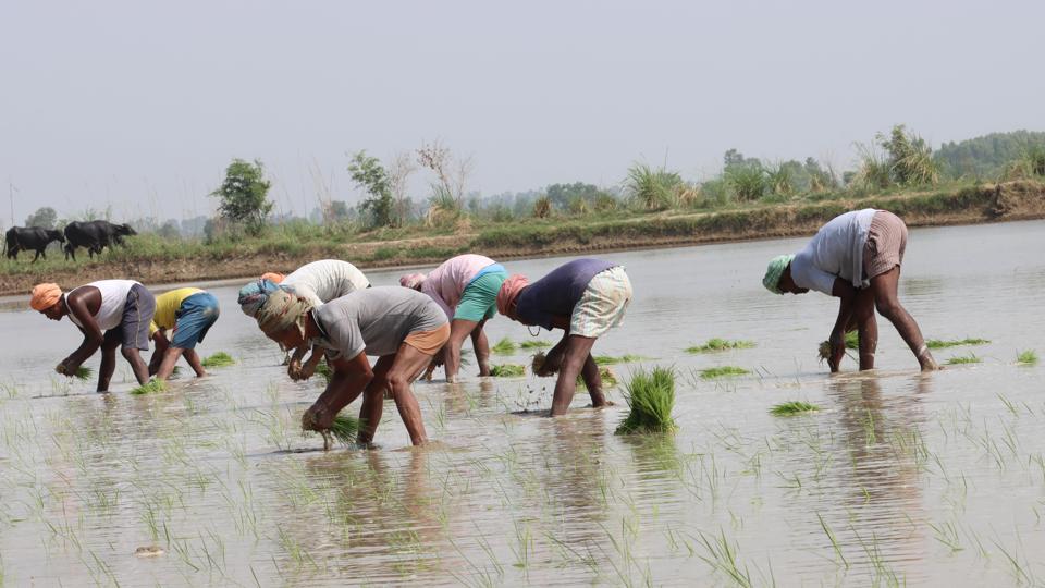 Haryana Farmers Struggle To Sow Paddy In Absence Of Farm Labourers