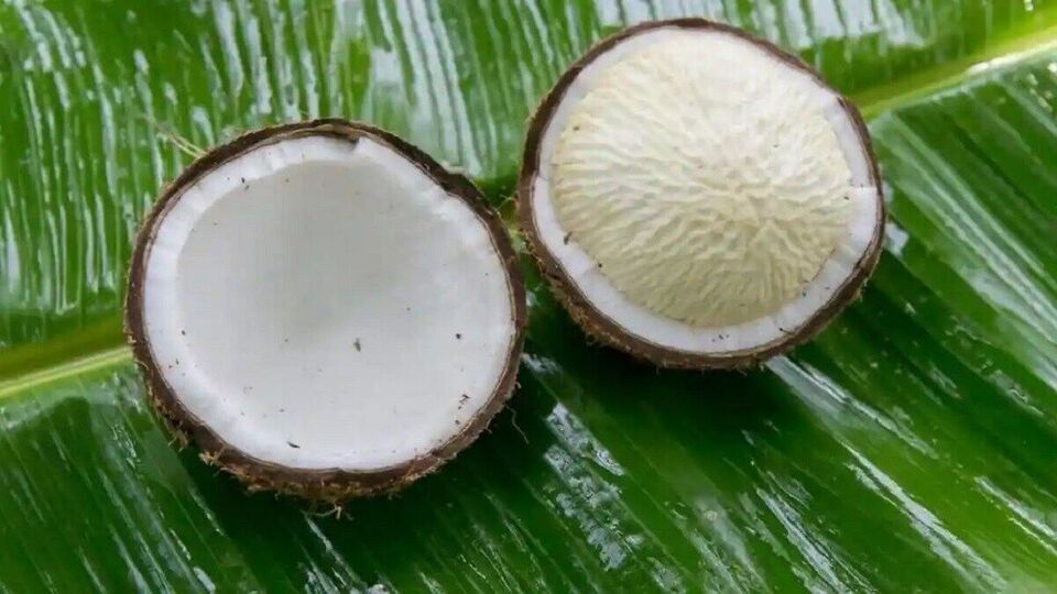 Sprouted Coconut