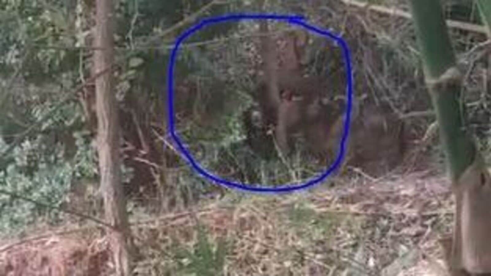 Warangal District News : పొలాల్లోకి చొరబడ్డ ఎలుగుబంట్లు & భయాందోళనలో స్థానికులు