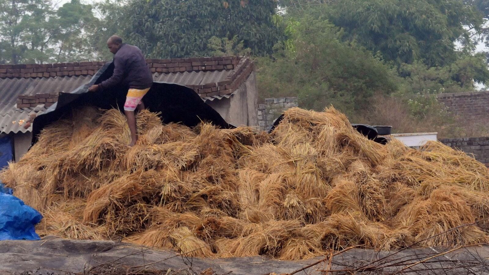 Warangal Cyclone loss: ఉమ్మడి వరంగల్‌లో మిగ్‌జాం తుఫానుతో అపార నష్టం