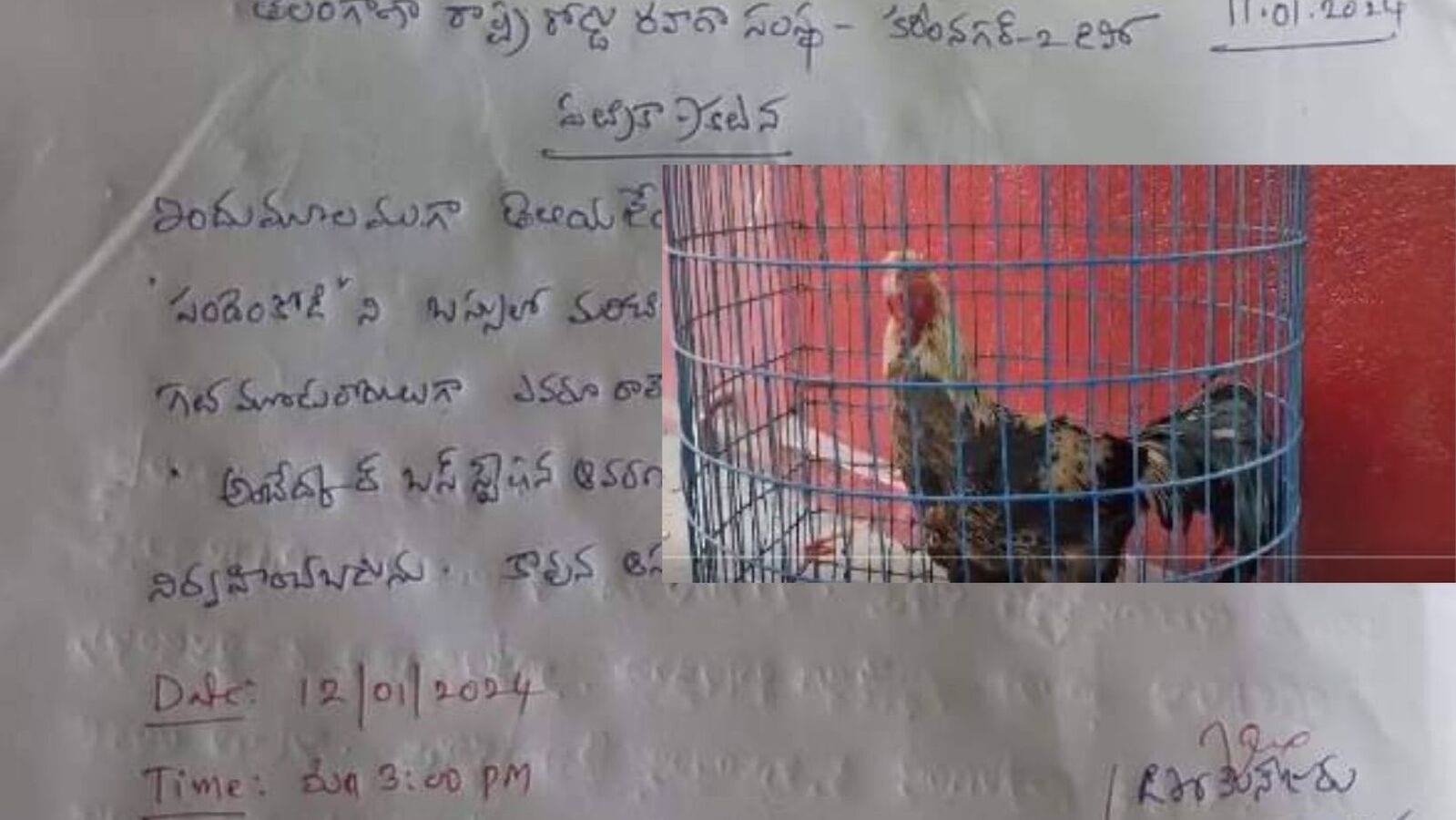 Fighter rooster Auction in Karimnagar : సజ్జనార్ సార్... ఆ పందెం కోడి నాదే, దయచేసి బహిరంగ వేలం ఆపండి