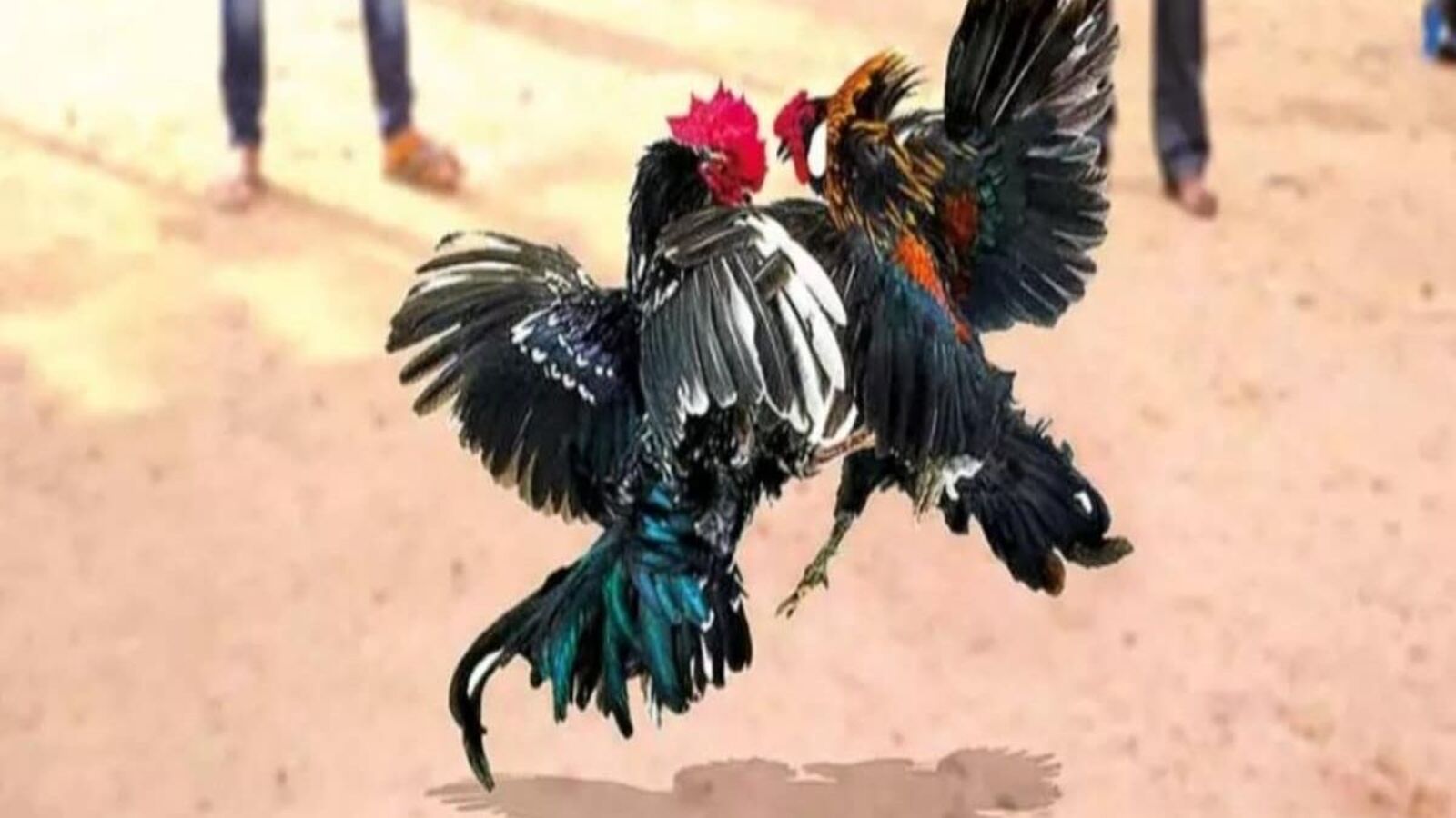 Khammam Cock Fights: తెలంగాణ పందెం రాయుళ్లు.. ఆంధ్ర సరిహద్దుల్లో ఏర్పాట్లు.!