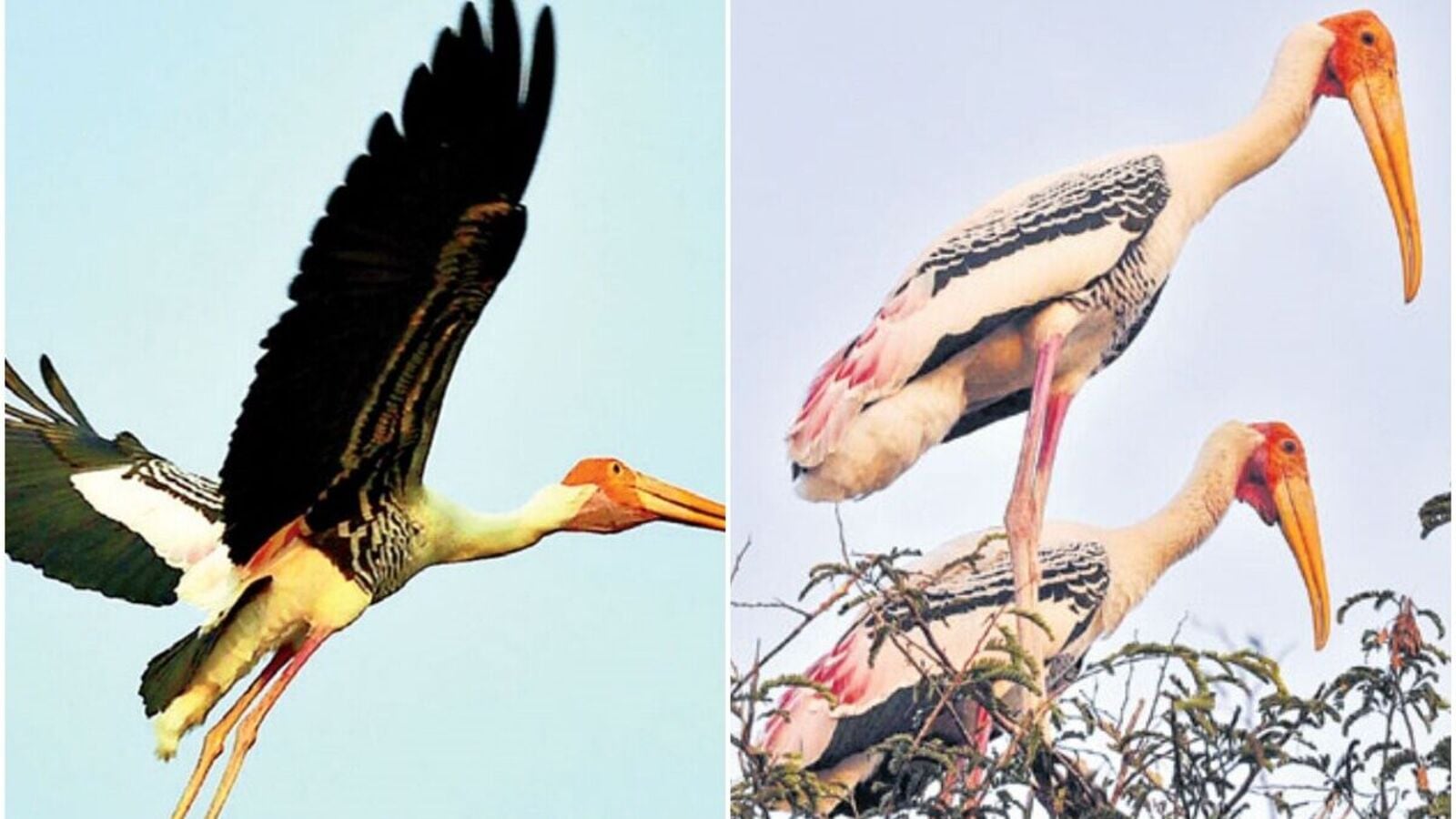 Chintapalli Siberian Cranes : చింతపల్లి చుట్టాల జాడేది& రెండేళ్లుగా కనిపించని సైబీరియా కొంగల సందడి