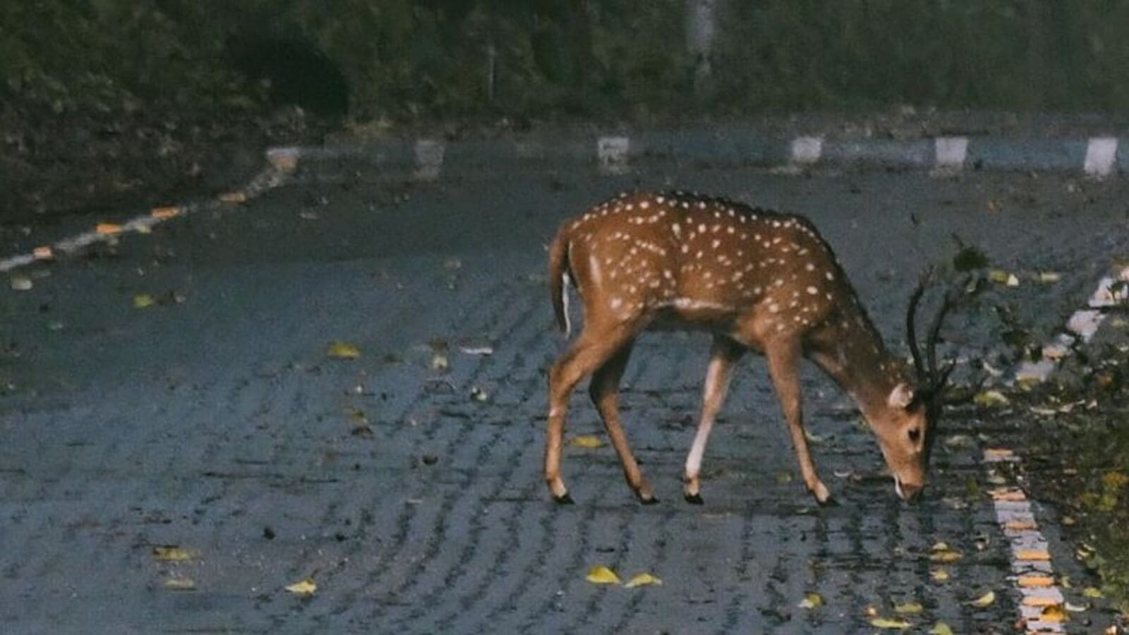 Deer Death: రోడ్డు ప్రమాదంలో చుక్కల జింక మృతి