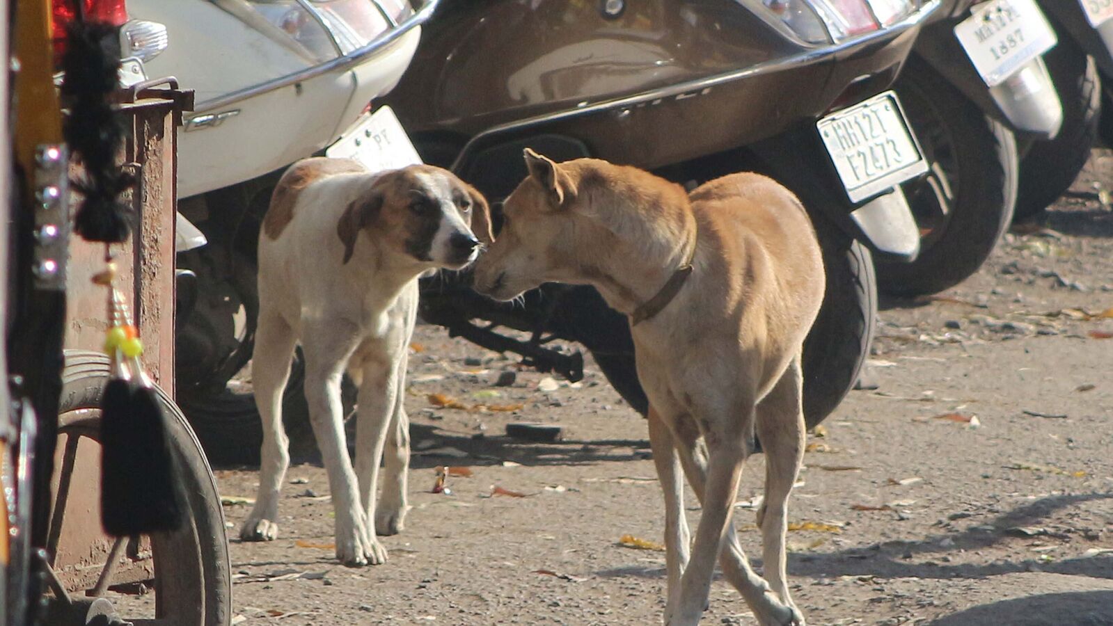 Hyd Street Dogs: ఏడాది వయసున్న బాలుడిని చంపేసిన వీధి కుక్కలు
