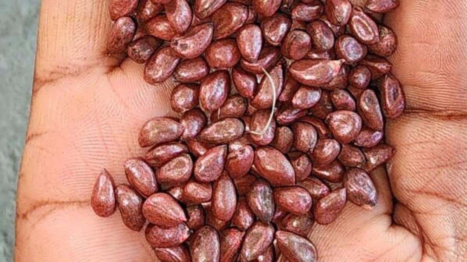 Siddipet Seeds: సిద్దిపేటలో అక్రమం నిల్వ చేసిన నకిలీ విత్తనాలు స్వాధీనం..