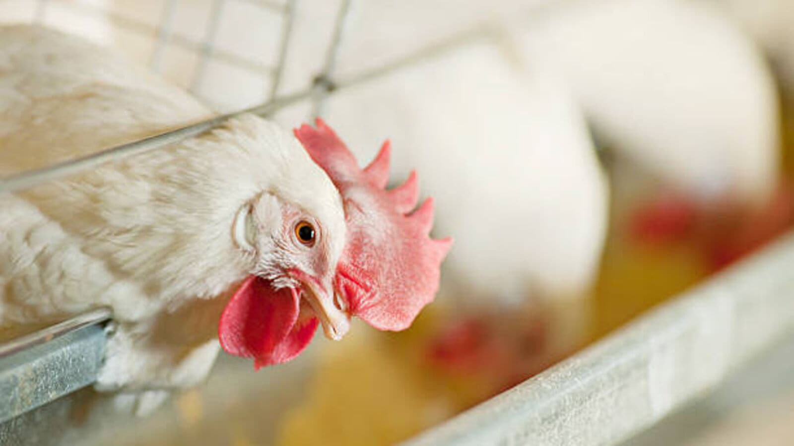 Chicken Prices : దడ పుట్టిస్తున్న చికెన్ ధరలు.. తగ్గిపోయిన విక్రయాలు