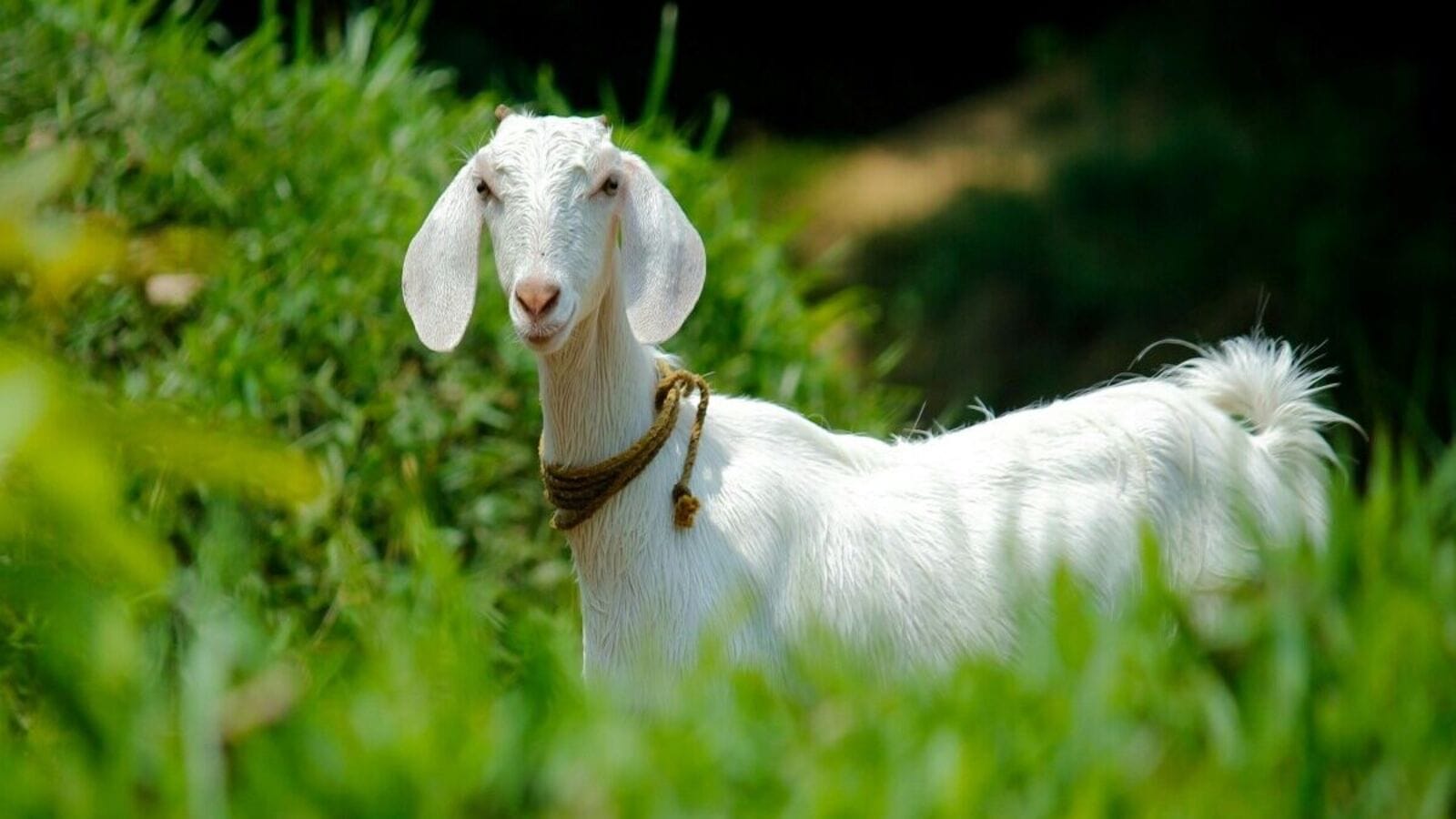 Medak Goat Theft : డమ్మీ తుపాకీతో బెదిరించి మేక చోరీ, మెదక్ జిల్లాలో ఇద్దరు అరెస్ట్!