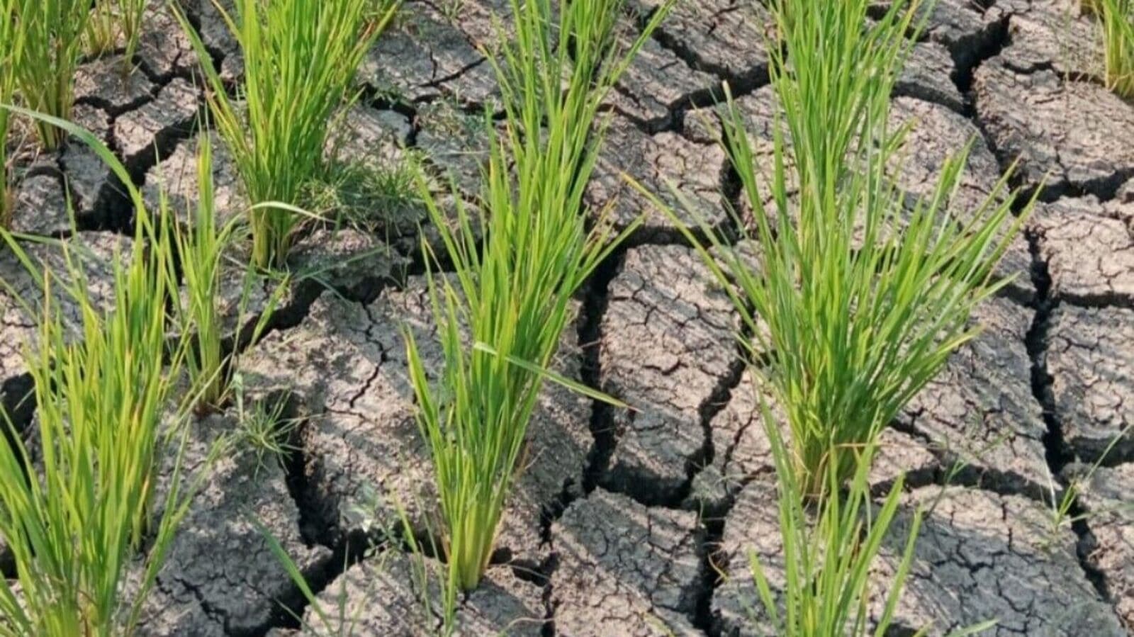 Karimnagar District : కరువు కోరల్లో కరీంనగర్..! సాగునీరు రాక ఎండుతున్న పంటలు