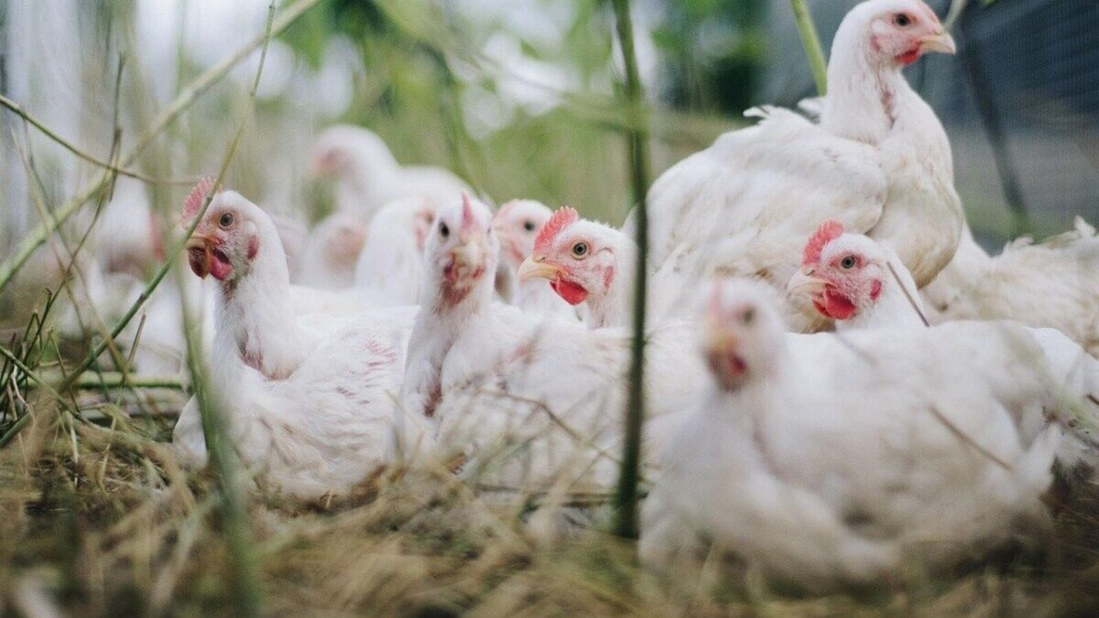 TS AP Chicken Price Today : తెలుగు రాష్ట్రాల్లో కొండెక్కిన చికెన్ ధరలు, తగ్గిన గుడ్డు రేటు