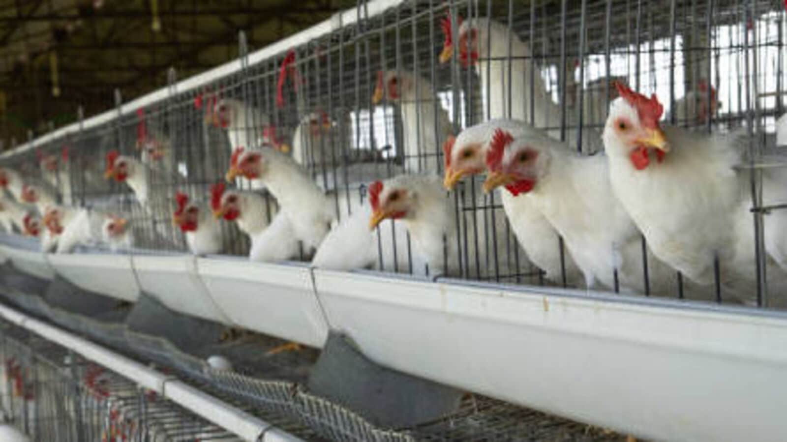 TS Chicken Prices : మాంస ప్రియులకు షాక్ & భారీగా పెరిగిన చికెన్ ధరలు, ఆ తర్వాతే తగ్గే ఛాన్స్..!