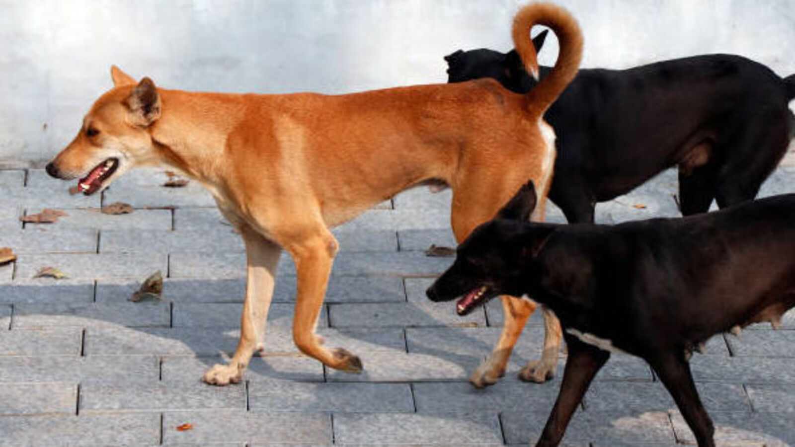 Hyderabad : విషాదం... రెండున్నరేళ్ల పాప ప్రాణం తీసిన వీధి కుక్కలు