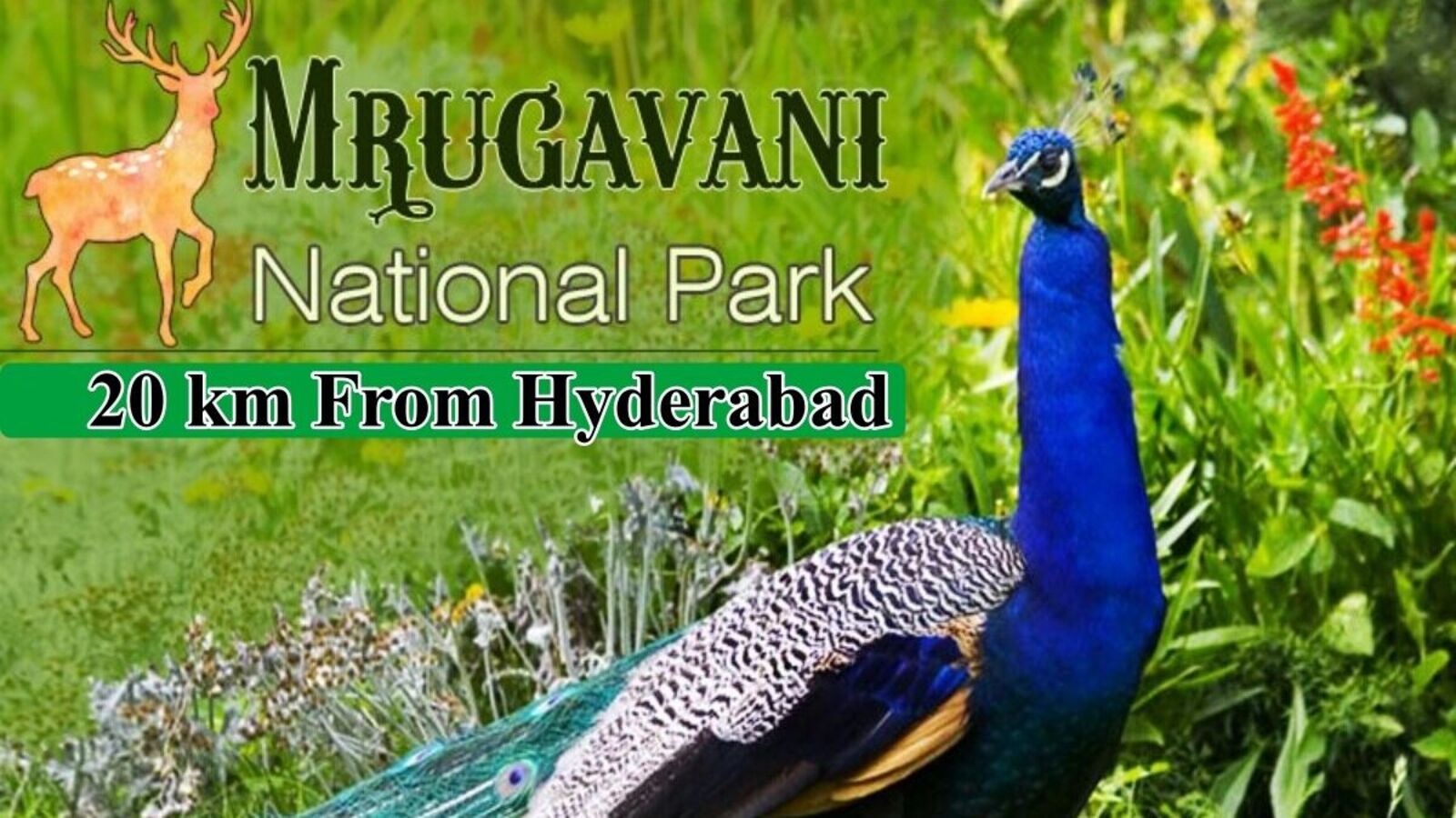 Hyderabad Near National Park : హైదరాబాద్ కు 20 కి.మీ దూరంలో నేషనల్ పార్క్, ఈ సమ్మర్ లో ఓ ట్రిప్ వేయండి!