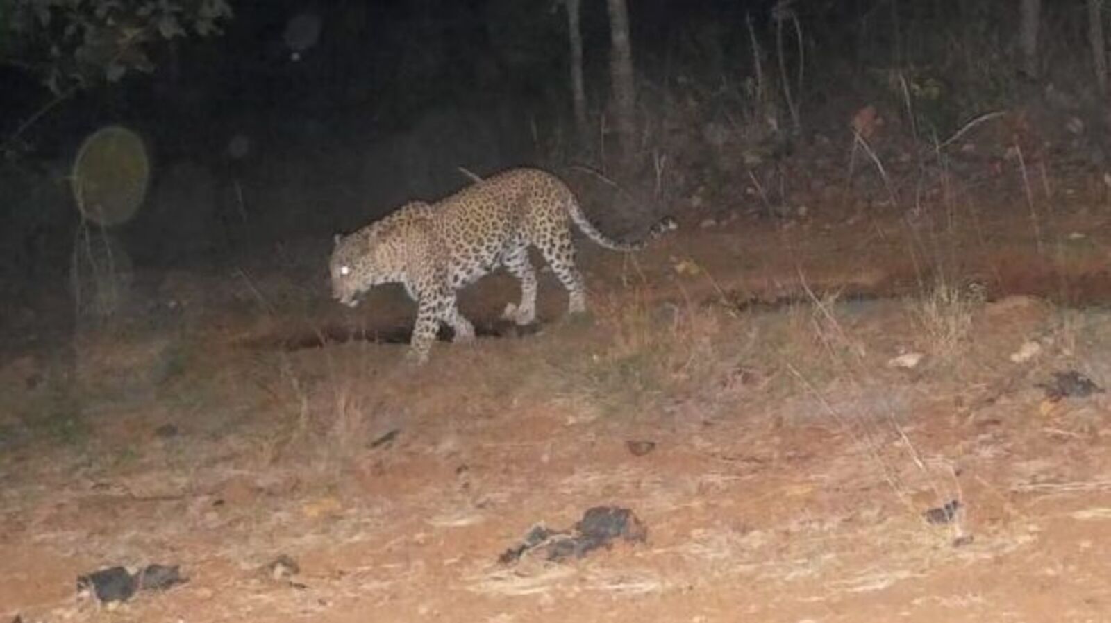 Leopard in Medak : మెదక్ జిల్లాలో చిరుత సంచారం...! అప్రమత్తంగా ఉండాలని హెచ్చరికలు