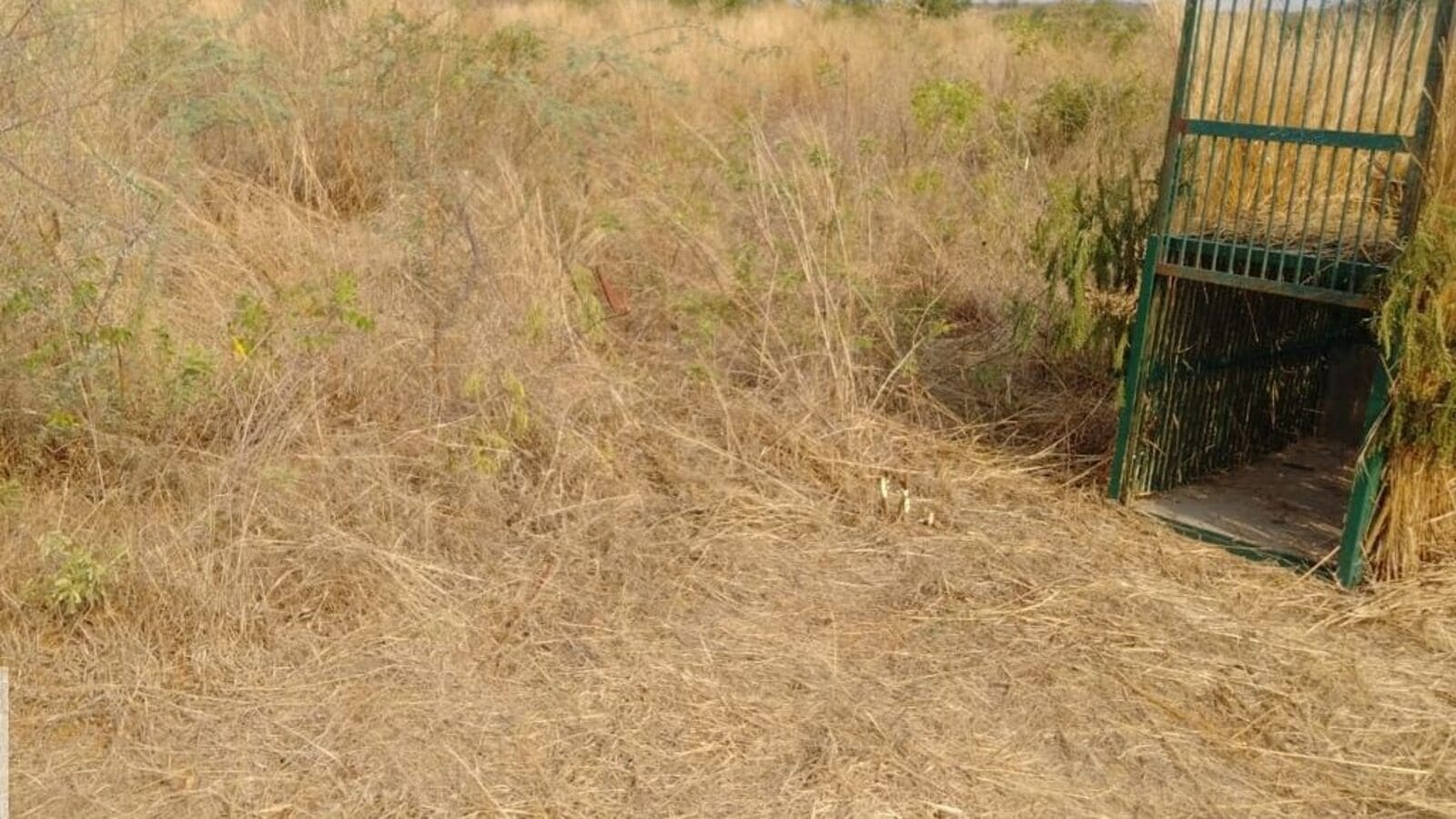 Samshabad Leopard: శంషాబాద్ ఎయిర్‌ పోర్ట్‌‌ బోనులో చిక్కిన చిరుత, వారం రోజులుగా ముప్పతిప్పలు పెట్టిన చిరుత