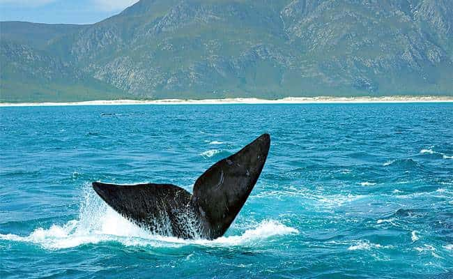 There he blows! Whale-spotting near the seaside town of Hermanus can be exciting