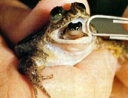 The famous Darwin frog that features on Attenborough's Ark The famous Darwin frog that features on Attenborough's Ark