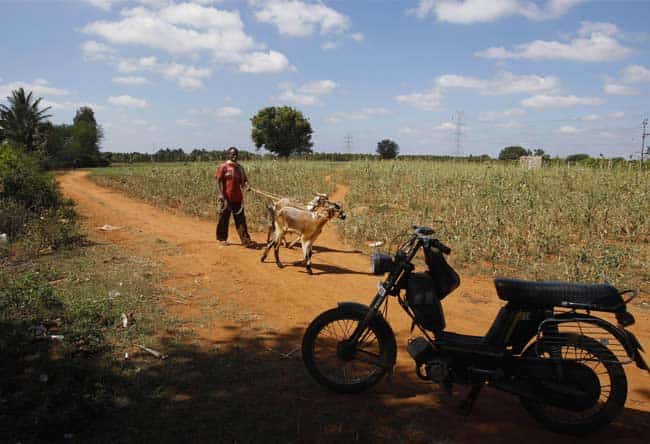 In this Dec. 5, 2012 photo, a villager walks past a motorcycle with her cattle, in village Karadigere Kaval, where three dalits were killed in a battle over the land in 1980, 85 kilometers (53 miles) from Bangalore, India. For years, Karnataka's land records were a quagmire of disputed, forged documents maintained by thousands of tyrannical bureaucrats who demanded bribes to do their jobs. In 2002, there were hopes that this was about to change. Photo: AP/Aijaz Rah) In this Dec. 5, 2012 photo, a villager walks past a motorcycle with her cattle, in village Karadigere Kaval, where three dalits were killed in a battle over the land in 1980, 85 kilometers (53 miles) from Bangalore, India. For years, Karnataka's land records were a quagmire of disputed, forged documents maintained by thousands of tyrannical bureaucrats who demanded bribes to do their jobs. In 2002, there were hopes that this was about to change. Photo: AP/Aijaz Rah)