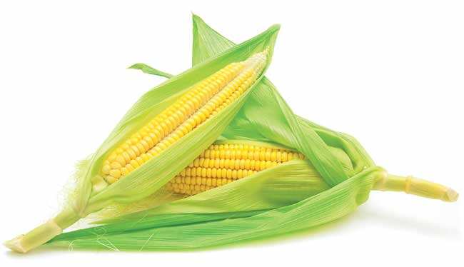 Native Americans knew all about maize and therefore, all about popcorn Native Americans knew all about maize and therefore, all about popcorn