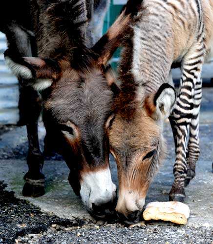 Ippo (R), a three month old zonkey, a crossing between a zebra and a donkey, eats next to his mother in their pen in a reserve in Florence. (AFP Photo) 
</div)