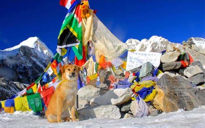 Abandoned puppy rescued from a rubbish dump trekked with his owner to Everest Base Camp to become the first dog to tackle the peak. (AFP Photo) Abandoned puppy rescued from a rubbish dump trekked with his owner to Everest Base Camp to become the first dog to tackle the peak. (AFP Photo)