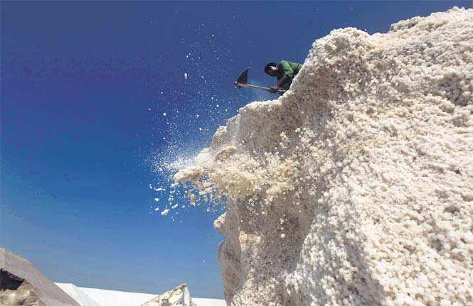 A man hacks salt off a hillock of the crystallised commodity in the ‘storage area’ of the Kharaghoda salt flats. Salt from here is sold to traders, then processed and distributed to kitchens across the country and in Nepal. (HT photo) 
</div)