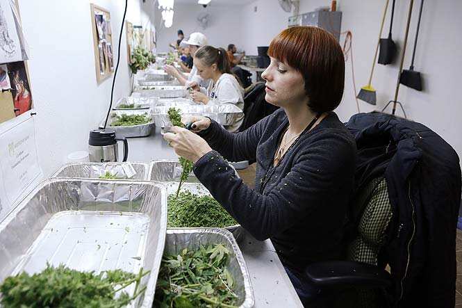 In this Dec. 5, 2013 photo, workers process marijuana in the trimming room at the Medicine Man dispensary and grow operation in northeast Denver. (AP Photo)</font></em></strong>
</div) In this Dec. 5, 2013 photo, workers process marijuana in the trimming room at the Medicine Man dispensary and grow operation in northeast Denver. (AP Photo)</font></em></strong>
</div)