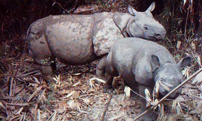 This handout picture shows a rhino taking care of its calf at Indonesia's Ujung Kulon National Park. (AFP photo/Ujung Kulon National Park)
</div) This handout picture shows a rhino taking care of its calf at Indonesia's Ujung Kulon National Park. (AFP photo/Ujung Kulon National Park)
</div)