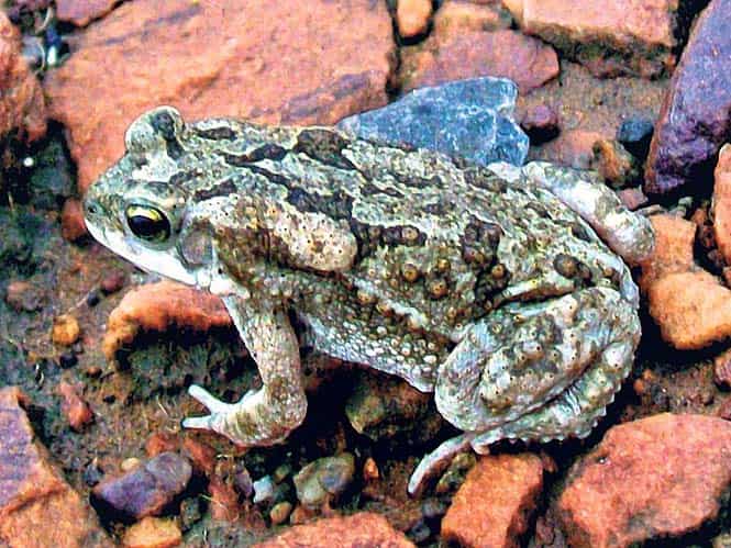 Furguson Toad (Duttaphrynus scaber), a new species of frog recorded in Madhya Pradesh. (HT Photo)</em) Furguson Toad (Duttaphrynus scaber), a new species of frog recorded in Madhya Pradesh. (HT Photo)</em)