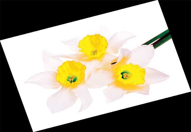 Sweet thing: Among the flowers of spring, my favourite is the Narcissus Sweet thing: Among the flowers of spring, my favourite is the Narcissus
