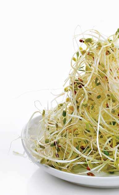 Keep It Fresh: Sprouts should be eaten fresh and not fried at all Keep It Fresh: Sprouts should be eaten fresh and not fried at all