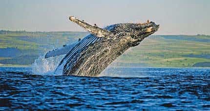 Have a whale of a time: It is possible to spot humpback whales (above) in the area .</strong)