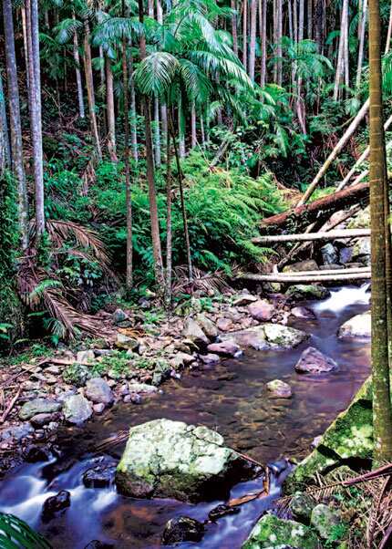Tamborine National Park gets you closer to the rainforest.