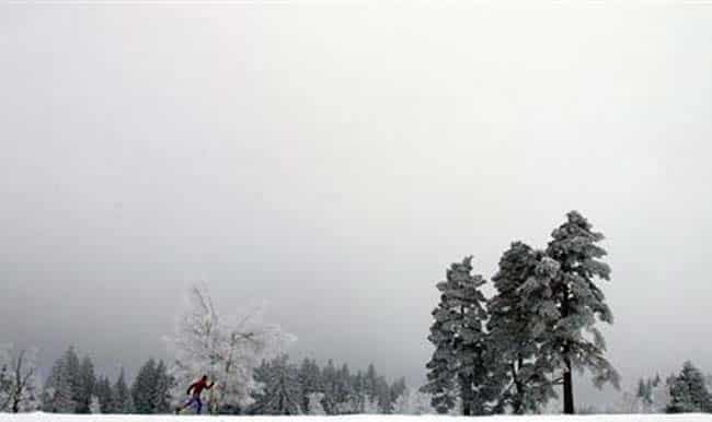 A cross country ski tourist makes his way past snow covered trees near the Black Forest Schliffkopf region in South western Germany January 5, 2006. Credit: REUTERS/Joachim Herrmann A cross country ski tourist makes his way past snow covered trees near the Black Forest Schliffkopf region in South western Germany January 5, 2006. Credit: REUTERS/Joachim Herrmann
