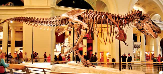 Say hello to Sue, the T-Rex skeleton at the Field Museum of Natural History (Photo: cc/Dallas Krentzel) Say hello to Sue, the T-Rex skeleton at the Field Museum of Natural History (Photo: cc/Dallas Krentzel)