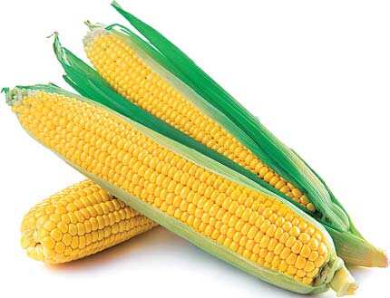 Lost in maize: Steamed corn is healthy and yummy Lost in maize: Steamed corn is healthy and yummy