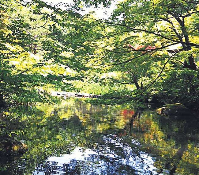 It’s a delight to wander under the low hanging branches of the gardens of Nezu It’s a delight to wander under the low hanging branches of the gardens of Nezu