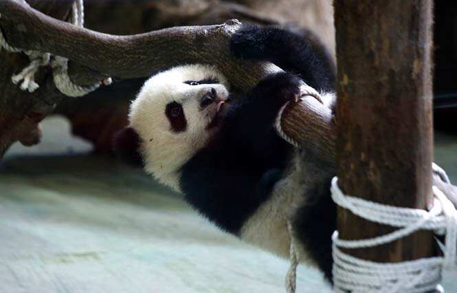 Yuan Zai, the first Taiwan-born baby panda, plays inside its enclosure at the Taipei City Zoo. (AFP Photo) 
</div)