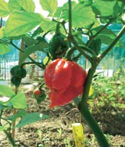 Breaking records: In 2011, the Trinidad scorpion butch T came in at 14,63,700 SHU on the chilli-heat meter Breaking records: In 2011, the Trinidad scorpion butch T came in at 14,63,700 SHU on the chilli-heat meter