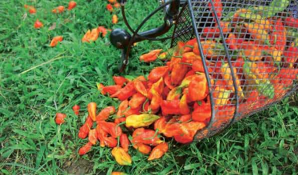 Too hot to handle: India is now a major player in this chilli craziness because of the bhut jolokia, the chilli that is the pride of the North East Too hot to handle: India is now a major player in this chilli craziness because of the bhut jolokia, the chilli that is the pride of the North East