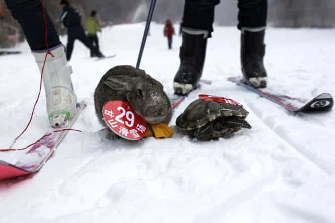 This picture shows a pet rabbit and a pet tortoise competing in a skiing competition held for pets and their owners in Sanmenxia, north China's Henan province. (AFP Photo)
</div) This picture shows a pet rabbit and a pet tortoise competing in a skiing competition held for pets and their owners in Sanmenxia, north China's Henan province. (AFP Photo)
</div)