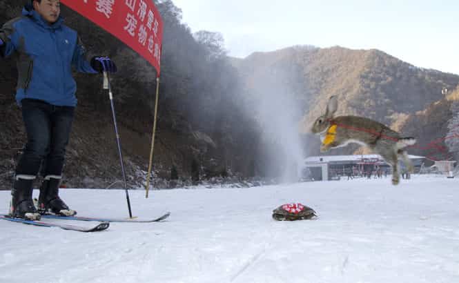 This picture shows a pet rabbit and a tortoise competing in a skiing competition in Sanmenxia, north China's Henan province. (AFP Photo)
</div) This picture shows a pet rabbit and a tortoise competing in a skiing competition in Sanmenxia, north China's Henan province. (AFP Photo)
</div)