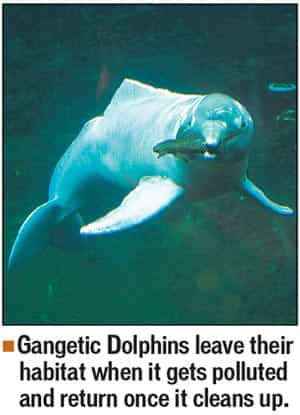 Bengal to conduct census of endangered Gangetic Dolphins