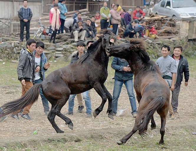 This photo taken on February 2, 2014 shows two stallions fighting during a traditional Chinese New Year horse fighting competition for the Year of the Horse in China. (AFP Photo)
</div) This photo taken on February 2, 2014 shows two stallions fighting during a traditional Chinese New Year horse fighting competition for the Year of the Horse in China. (AFP Photo)
</div)