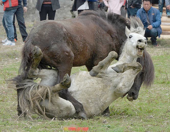 For the residents of Tiantou, a remote village in the Guangxi region, the 500-year-old tradition which pits male horses against each other in a fight over a female was the only way to kick off the Lunar New Year. (AFP Photo)
</div) For the residents of Tiantou, a remote village in the Guangxi region, the 500-year-old tradition which pits male horses against each other in a fight over a female was the only way to kick off the Lunar New Year. (AFP Photo)
</div)