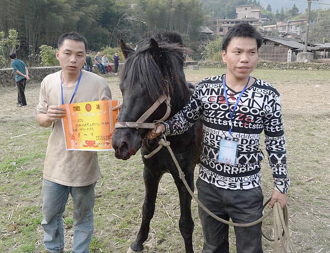 This photo taken on February 2, 2014 shows breeder Pan Jianming (R) with his winning horse 'Little Black' after a traditional Chinese New Year horse fighting competition in China. (AFP Photo)
</div) This photo taken on February 2, 2014 shows breeder Pan Jianming (R) with his winning horse 'Little Black' after a traditional Chinese New Year horse fighting competition in China. (AFP Photo)
</div)