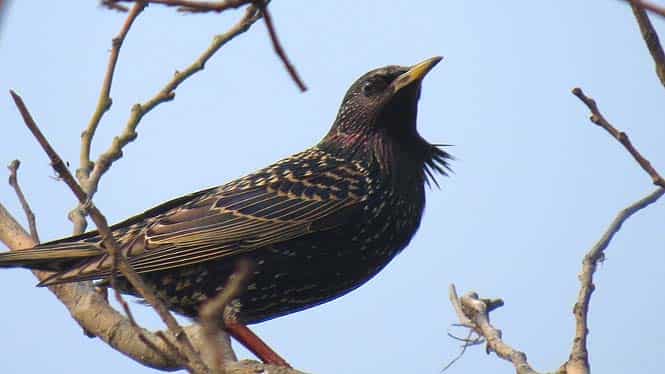 Common Starling is a terrestrial bird which migrates to plains in winter. (HT photo) Common Starling is a terrestrial bird which migrates to plains in winter. (HT photo)